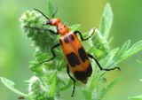 Pyrota Blister Beetle species