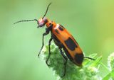 Pyrota Blister Beetle species 