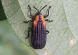 Odontota scapularis; Orange-shouldered Leaf Miner