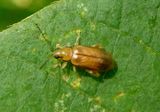 Systena marginalis; Margined Systena