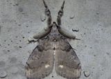 8316 - Orgyia leucostigma; White-marked Tussock Moth; male
