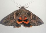 8771 - Catocala piatrix; The Penitent Underwing