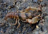 Faxonius luteus; Golden Crayfish