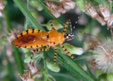 Pselliopus barberi; Assassin Bug species