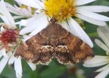 5169 - Hymenia perspectalis; Spotted Beet Webworm Moth