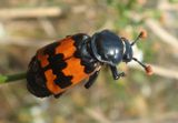 Nicrophorus marginatus; Margined Burying Beetle