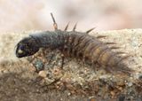 Corydalus cornutus; Eastern Dobsonfly larva
