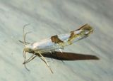 2467 - Argyresthia oreasella; Cherry Shoot Borer 