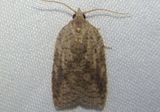 3748 - Amorbia humerosana; White-lined Leafroller