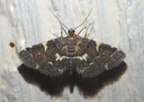 5176 - Anageshna primordialis; Yellow-spotted Webworm Moth