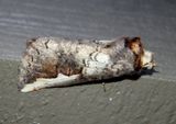 7951-53 - Symmerista Prominent Moth species 