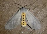 8238 - Euchaetes egle; Milkweed Tussock Moth