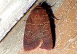 10587 - Orthodes cynica; Cynical Quaker 