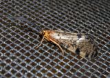 Banksiola Giant Casemaker Caddisfly species