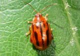 Capraita subvittata; Flea Beetle species 