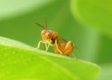 Conura Chalcid Wasp species 