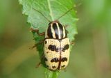 Cryptocephalus leucomelas; Case-bearing Leaf Beetle species
