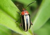 Disonycha glabrata; Pigweed Flea Beetle