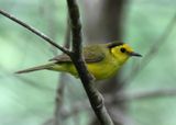 Hooded Warbler; young male 