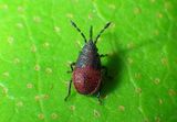 Kleidocerys resedae; Birch Catkin Bug nymph 