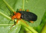 Neopyrochroa flabellata; Fire-colored Beetle species