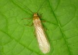 Peltoperlidae Roach-like Stonefly species