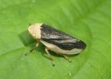Philaenus spumarius; Meadow Spittlebug