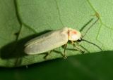 Photinus marginella/curtatus complex; Firefly species