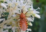 Pselliopus barberi; Assassin Bug species