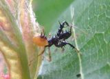 Sinea Assassin Bug species nymph