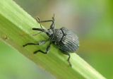 Trichapion Weevil species 