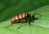 Typocerus velutinus; Banded Longhorn