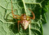 Verrucosa arenata; Arrowhead Spider
