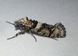 0322 - Dyotopasta yumaella; Clothes Moth species