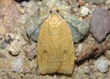 3729 - Sparganothoides machimiana; Tortricid Moth species 