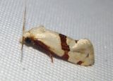 3852 - Cochylus pimana; Tortricid Moth species