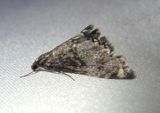 4784 - Petrophila schaefferalis; Schaeffers Petrophila