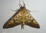 5139 - Mimorista subcostalis; Pyralid Moth species 