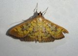 5139 - Mimorista subcostalis; Pyralid Moth species