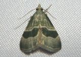 5549 - Anemosella viridalis; Pyralid Moth species