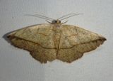 6939 - Eusarca geniculata; Geometrid Moth species