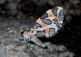 7355 - Stamnodes deceptiva; Geometrid Moth species