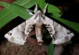 7664 - Apatelodes pudefacta; Pudefacted Apatelodes Moth