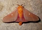 7722 - Anisota oslari; Oslars Oakworm Moth