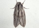 7813 - Sphinx dollii; Dolls Sphinx