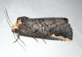 7955 - Symmerista zacualpana; Prominent Moth species