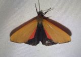 8116 - Virbia ostenta; Tiger Moth species