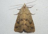 8513 - Pseudorgyia russula; Owlet Moth species