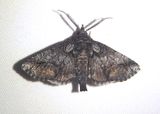 8959.1 - Paectes declinata; Owlet Moth species; male 