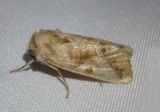10601 - Hexorthodes accurata; Owlet Moth species